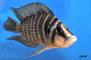 Altolamprologus