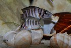 Altolamprologus Compressiceps Shell Sumbu