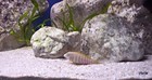 Eretmodus Cyanostictus Orange