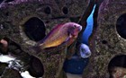 Tropheus Kachese Golden Orange