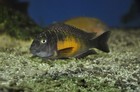 Tropheus Katoto
