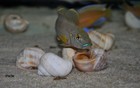 Lamprologus Callipterus Zambia WF