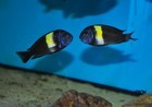 Tropheus Maswa