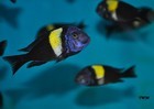 Tropheus Maswa