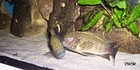 Tropheus Murago