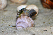 Neothauma Tanganyicense WF