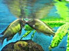 Tropheus Nkonde Bright Yellow