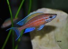 Tropheus Ikola